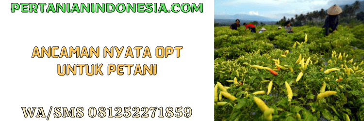 ancaman,nyata,opt,organisme pengganggu tanaman,tanaman cabe,pertanian indonesia